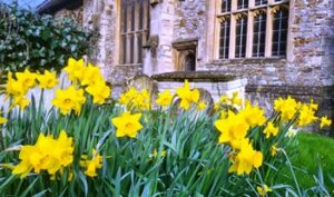 Daffodils at church