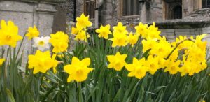 Daffodil bank