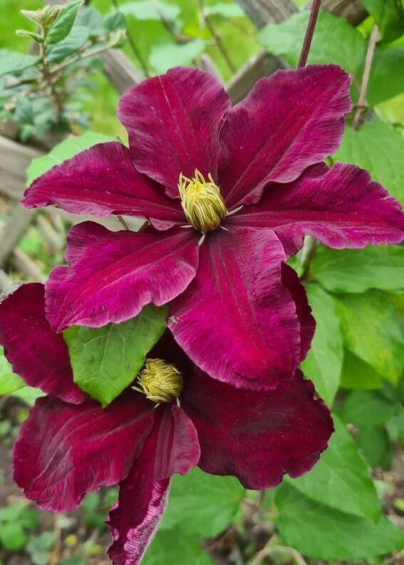 Glass pentagon crib scene